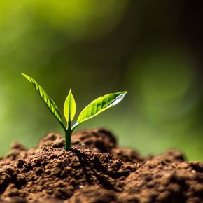Cuadro para la categoría Planta Huerta