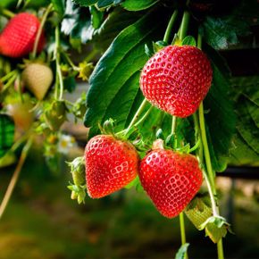 Cuadro para la categoría Planta de Temporada