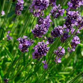 Cuadro para la categoría Aromáticas y Culinarias